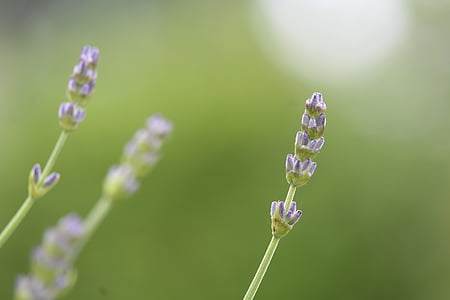 Lavender, hijau, bunga lavender