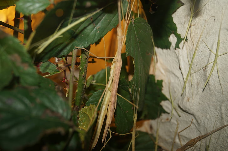 stick insect, scare, insect, disguised