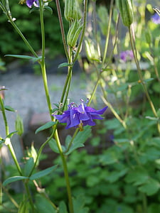 purple flower, garden, green, floral, flower, summer, natural