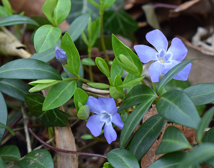 periwinkle, ground cover, flower, blossom, bloom, garden, plant