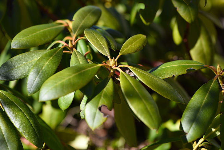 Rododendro, pianta, natura, verde, primavera, chiudere, foglia