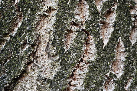 tree, the bark, forest, trunk, nature, plant, texture