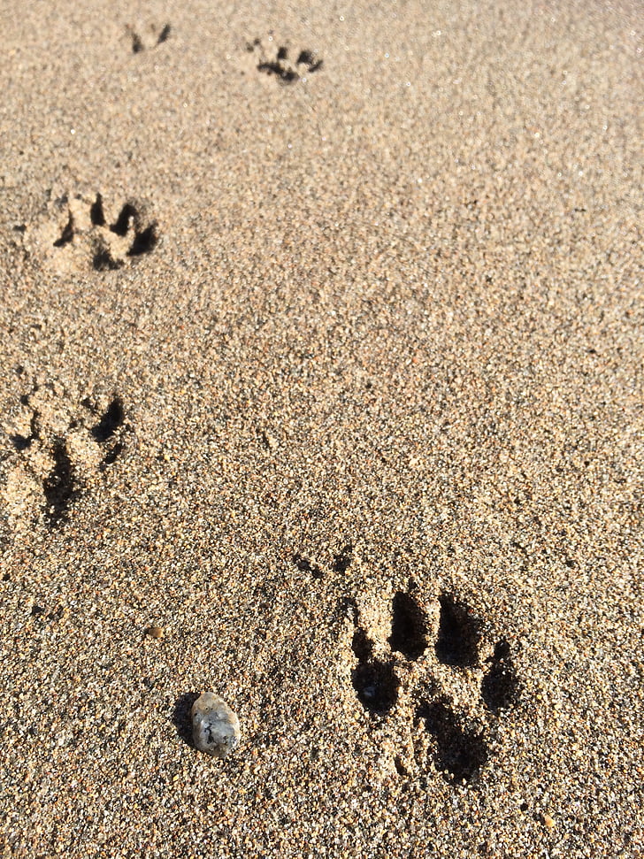 Playa, perro, patas, senderos, pata