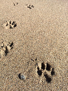 praia, cão, patas, trilhas, pata