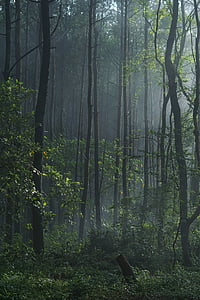 Les, Woods, růst, Fauna, stromy, šachty, pobočky