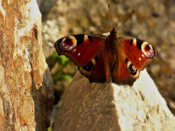 motyl, 에, 바위