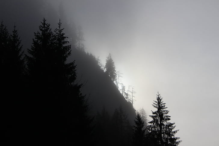 fog, sun, forest, nature, light, trees, foggy