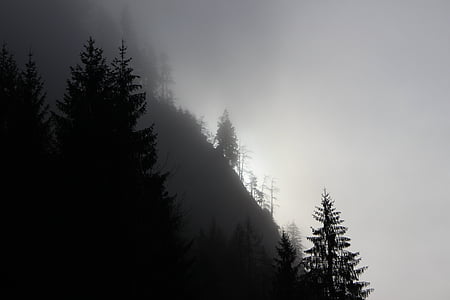 nebbia, sole, foresta, natura, luce, alberi, nebbioso
