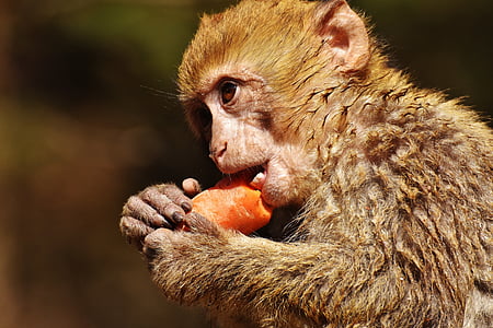 barbary ape, eat, carrot, cute, endangered species, monkey mountain salem, animal