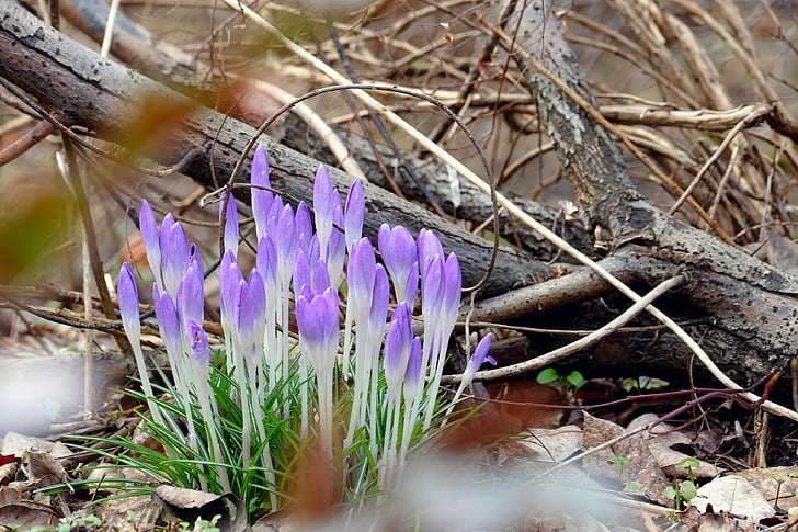 printemps, bloomer précoce, Crocus, Purple, fleur, Forest, signe avant-coureur du printemps