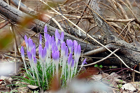spring, early bloomer, crocus, purple, flower, forest, harbinger of spring