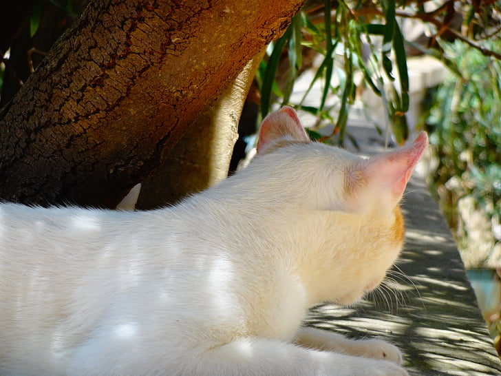 cat, animal, nature
