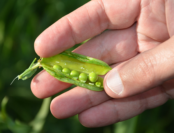 peas, green, hand