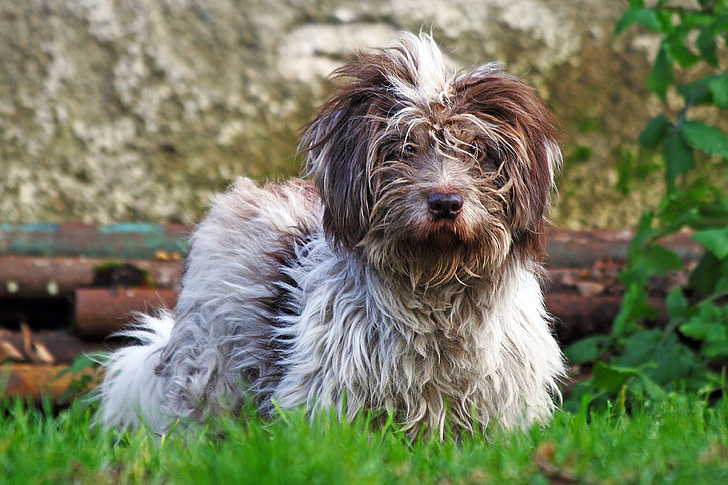 dog, grass, hair, view, snout