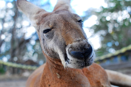 kangoeroe, buideldier, Close-up, bruin, bont, zoogdier, kangoeroes