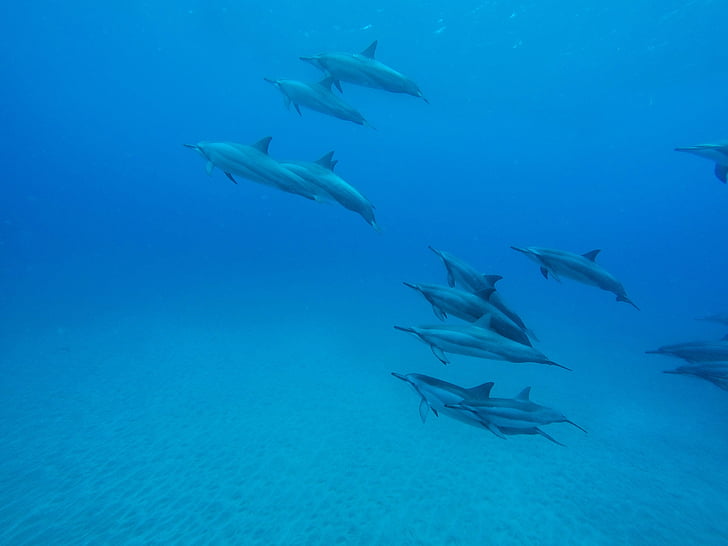 school, dolphins, photograph, underwater, ocean, sea, blue