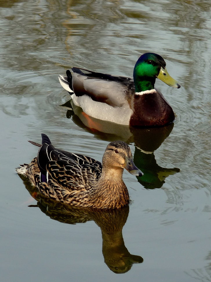 drake, duck, pond, birds, water, surface, nature