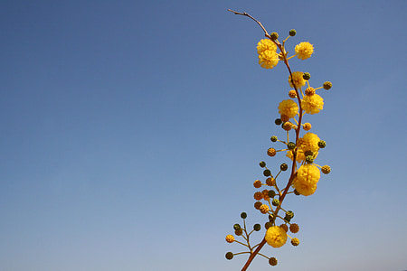 flower, yellow, bubble, ball, kuller, about, ornament