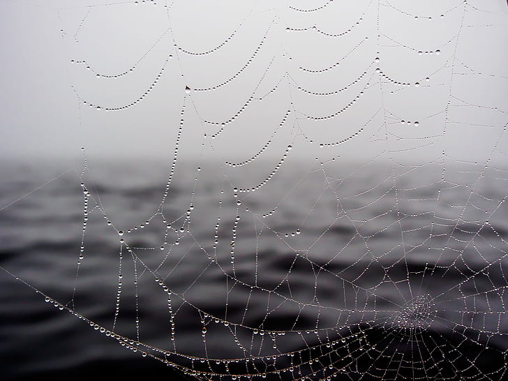 edderkop, Web, vand, dråber, gråtoneskala, Foto, våd
