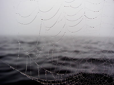 spider, web, water, drops, grayscale, photo, wet