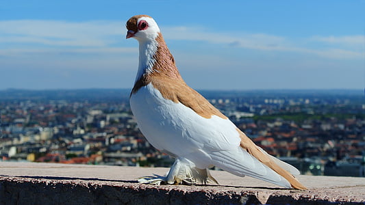 Budapest, piccione, Ritratto, uccello, Gabbiano, animale, mare