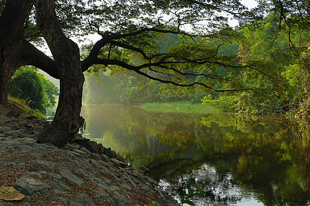 rivière, surround, vert, arbres, en journée, arbre, en plein air