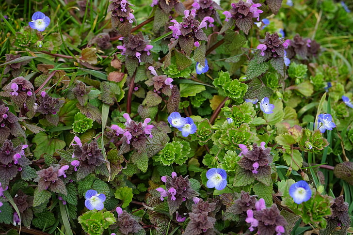 Ortica di morti, Lamium, Lamiaceae, Lamium maculatum, viola, fiori di labbro, chamaedrys