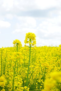 polje rapeseeds, blütenmeer, žuta, cvijeće, biljka, priroda, krajolik