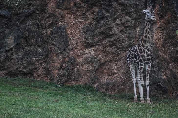 giraffe, soledad, nature, animals, africa