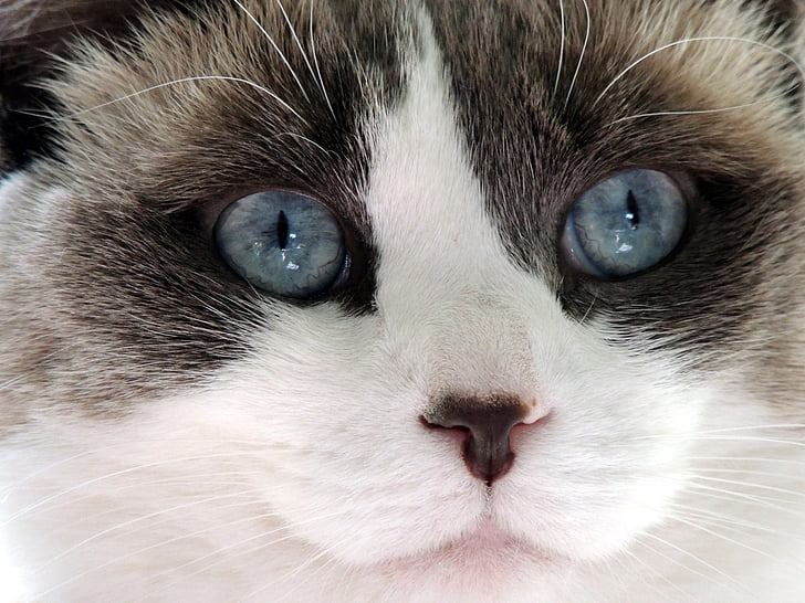 Симпатичний, кішка, Ragdoll, обличчя, синій, очі, ніс