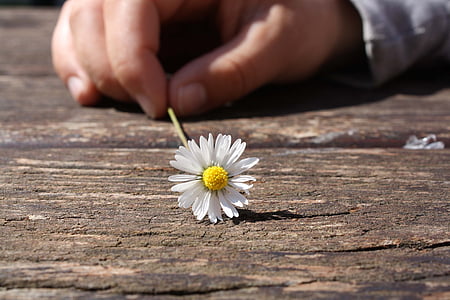 sedmikráska, květ, ruka, propojenost, dřevo, tabulka, štěstí