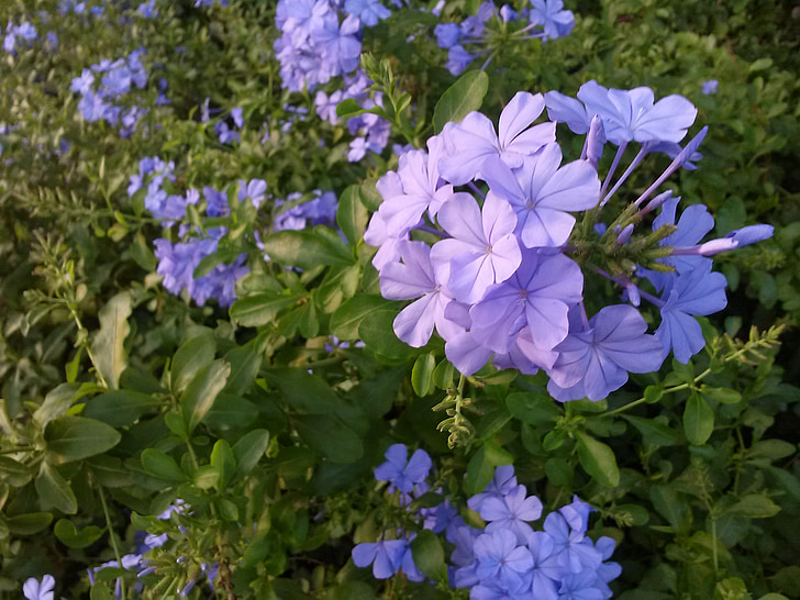 gėlė, violetinė, violetinė gėlė, Gamta, gėlių, pavasarį, vasaros