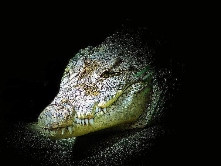 crocodile, alligator, reptile, animal, dangerous, predator, tooth