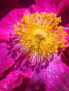 Blossom, Bloom, rosa selvatica, rosa, polline d'api, pianta, rosso