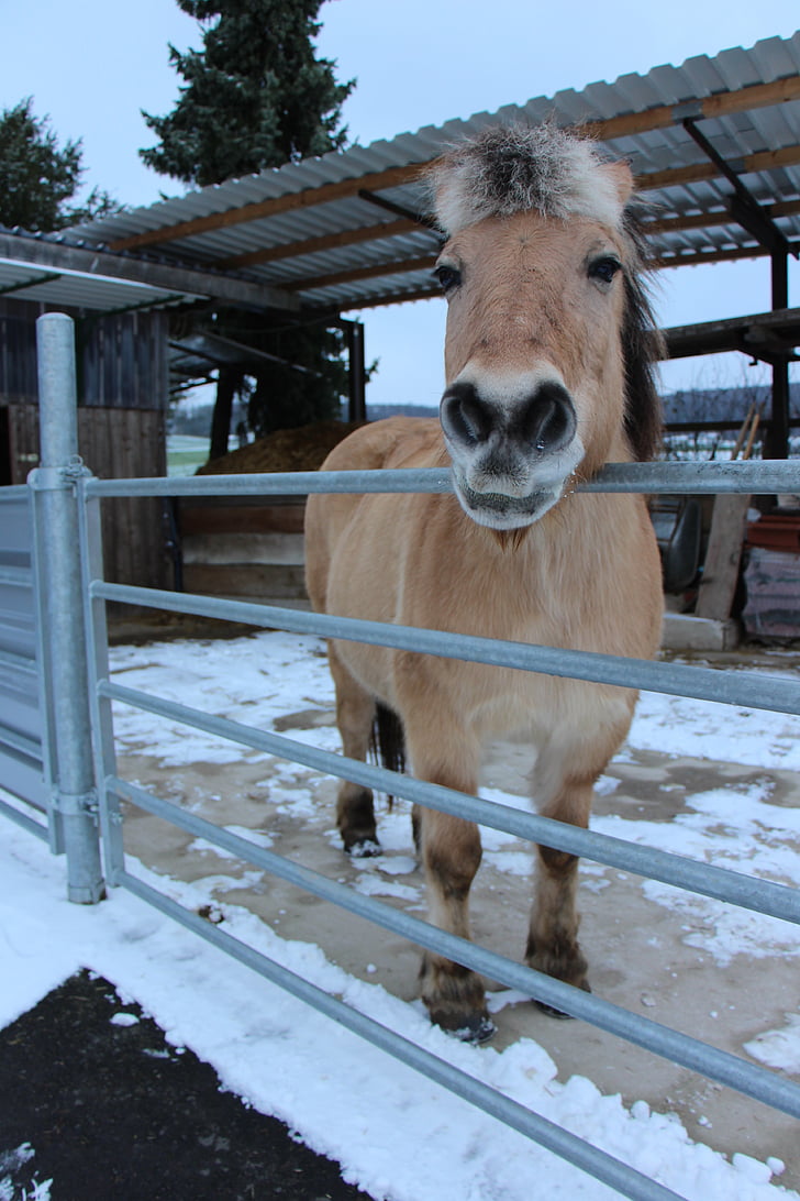horse, animal, brown