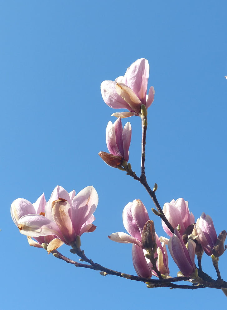 magnolia, branch, flowers, pink