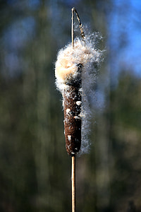 reed, nature, pond plant, marsh plant, plant, seeds, flying seeds