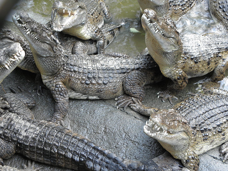 buaya, reptil, Filipina buaya, Crocodylus mindorensis, Panser estate, hewan tema, hewan satwa liar