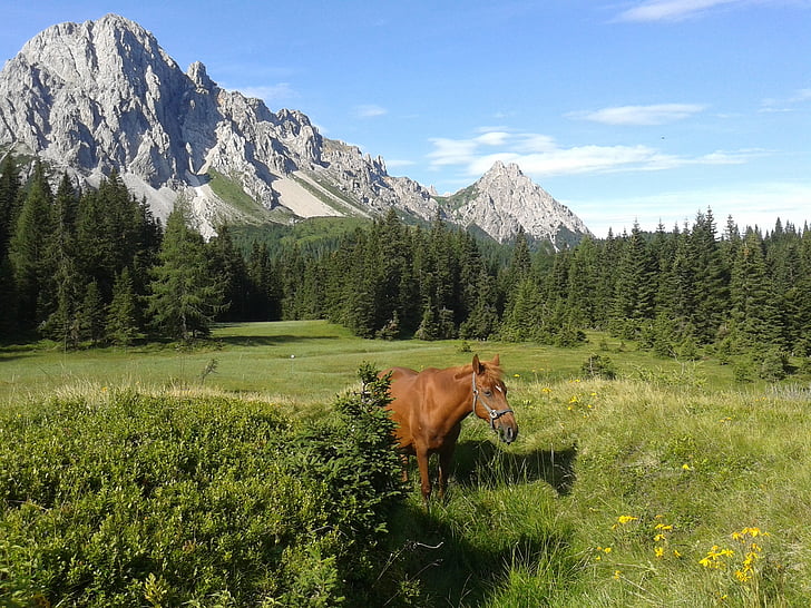 hest, fjell, skog, Friuli venezia giulia, fotturer, natur