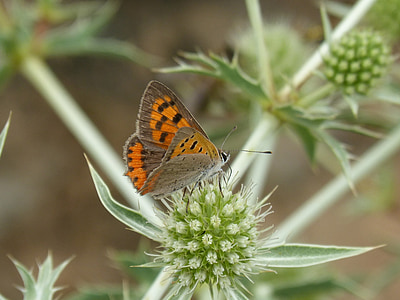 butterfly, lycaena phlaeas, dry flower, libar, thorns, butterfly mantle bicolor, coure comú