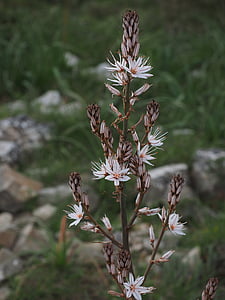 αρωματικά asphodel, λουλούδι, άνθος, άνθιση, λευκό, θάμνος, asphodelus ramosus