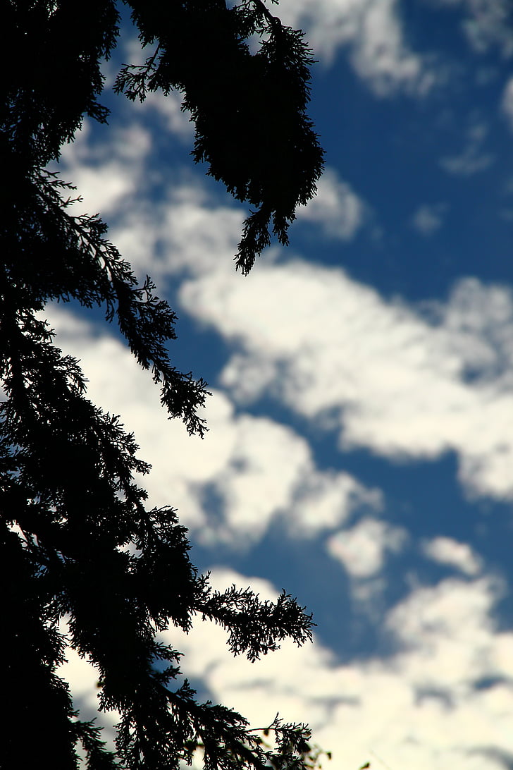 дерево, силует, тінь, Синє небо, Природа, Хмарно
