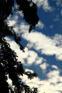 drzewo, sylwetka, cień, błękitne niebo, Natura, pochmurno