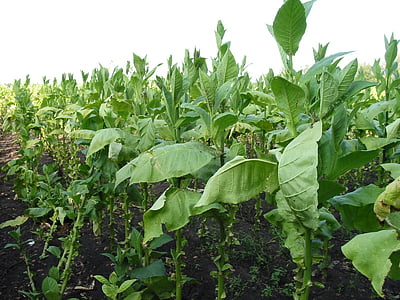 tobaka, tobak polje, pridelkov