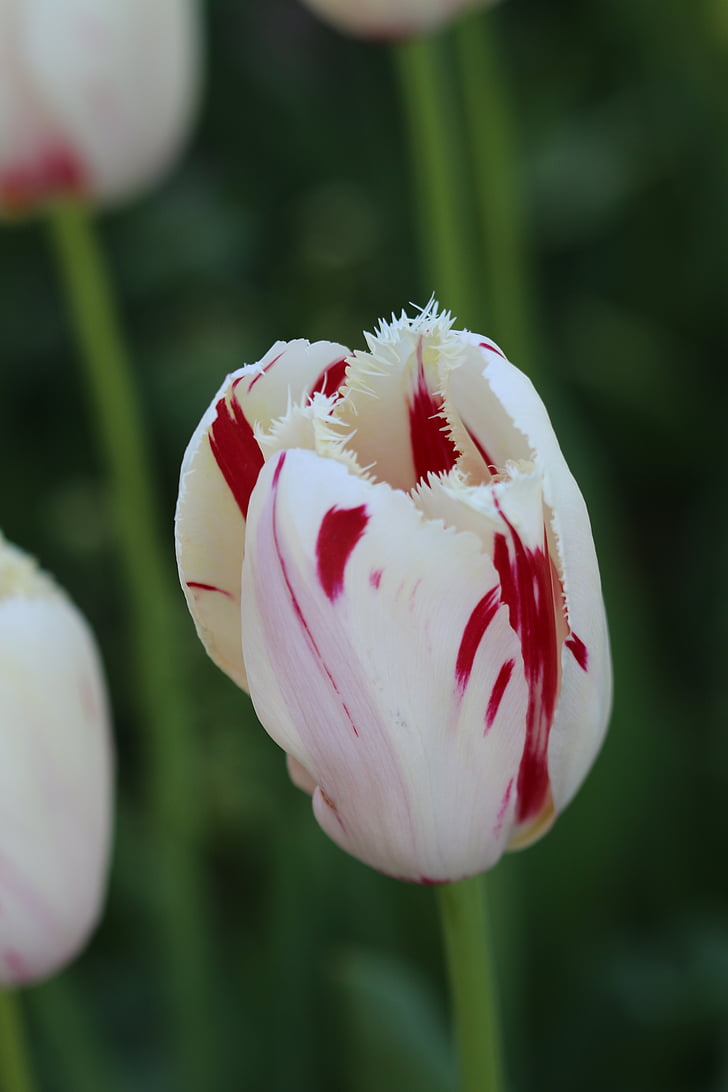 tulipanes, Blanco, rosa, amarillo, flor, planta, naturaleza