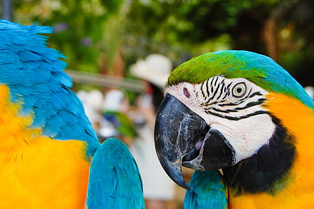 parrot, animal, birds, colorful, bird, macaw, nature
