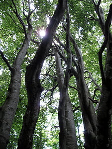 δέντρο, uplight, δάσος, κορμός, φύση, ξύλου φλοιός