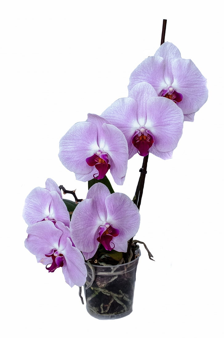 orhidee, floare, izolat, decor, bud, tropicale, alb