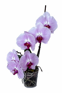 orquídea, flor, isolado, decoração, broto, tropical, Branco