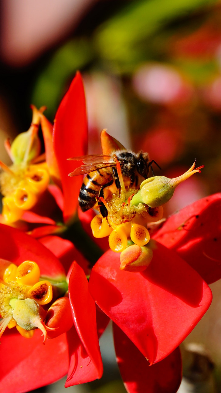 bee, macro, nature, honey, insect, flower, garden